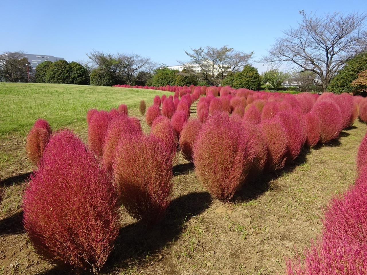 20241015花の丘公苑にて